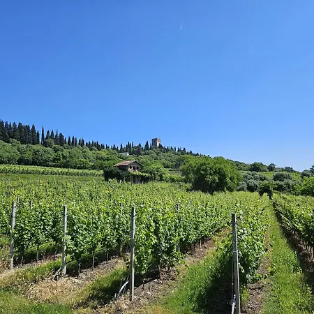 La Vite In Collina *